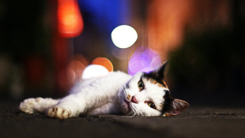 Calico Cat Lying Down — White, Calm, Night