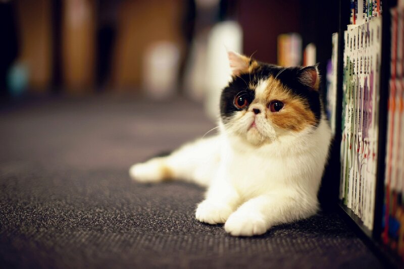 Calico Cat Lying Down — White, Calm, Photograph, Carpet