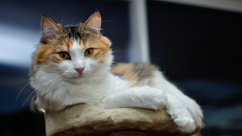 Calico Cat Lying Down — White, Calm, Photograph, Cat Bed
