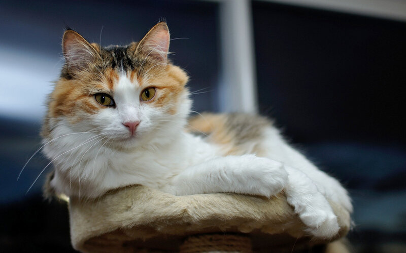 Calico Cat Lying Down — White, Calm, Photograph, Cat Tree