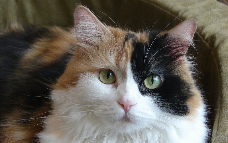 Calico Cat Lying Down — White, Calm, Photograph, Cushion