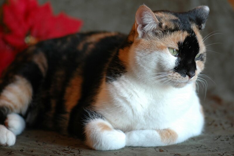 Calico Cat Lying Down — White, Calm, Photograph