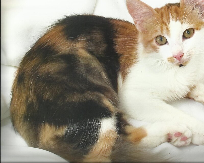 Calico Cat Lying Down — White, Calm, Photograph, White Surface