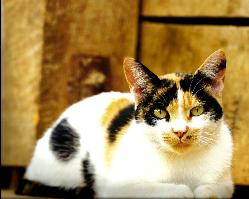 Calico Cat Lying Down — White, Calm, Photograph, Wooden Wall