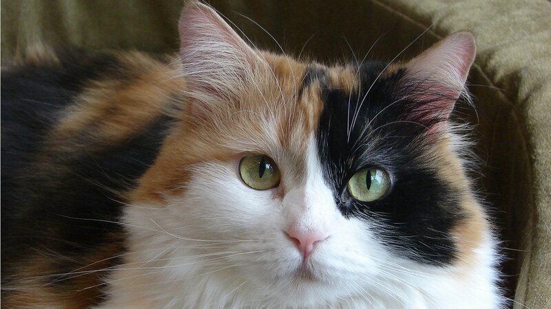 Calico Cat Lying Down — White, Calm