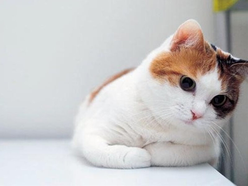 Calico Cat Lying Down — White, Neutral