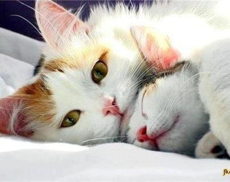 Calico Cat Lying Down — White, Peaceful
