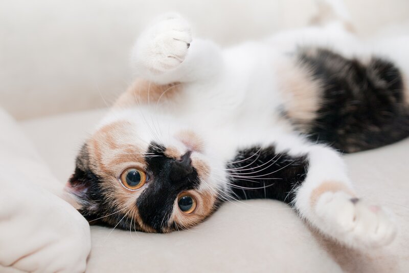 Calico Cat Lying Down — White, Playful