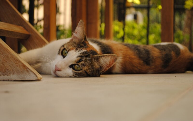 Calico Cat Lying Down — White, Relaxed, Afternoon