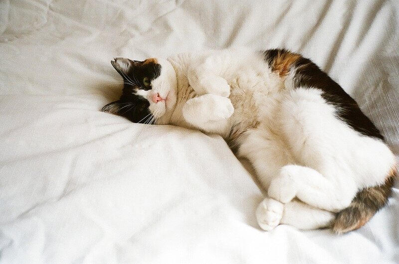 Calico Cat Lying Down — White, Relaxed, Photograph, Bed