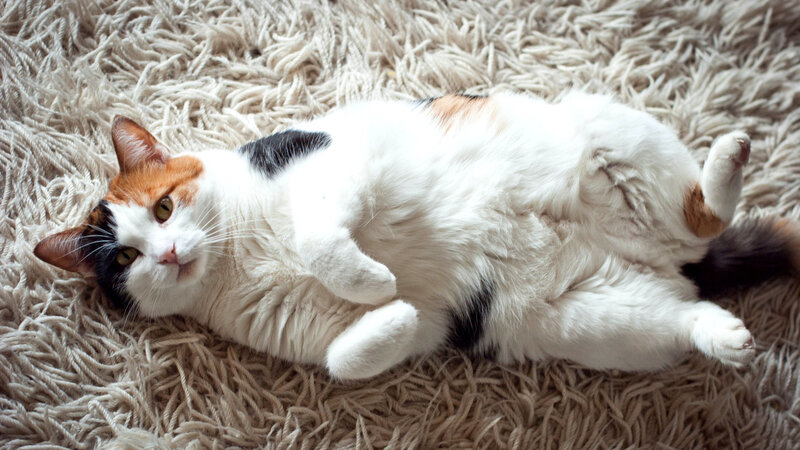 Calico Cat Lying Down — White, Relaxed, Photograph, Carpet