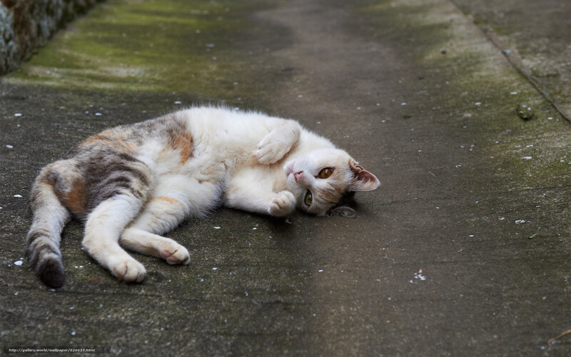 Calico Cat Lying Down — White, Relaxed, Photograph, Concrete Ground, Moss