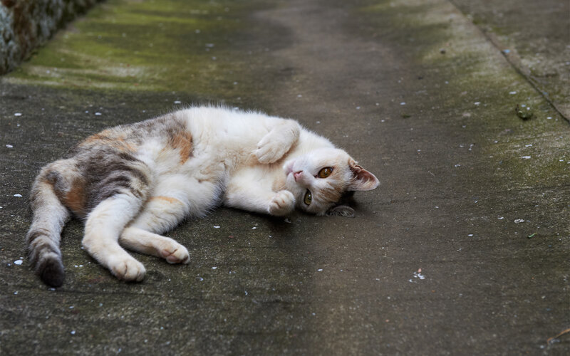 Calico Cat Lying Down — White, Relaxed, Photograph, Concrete Ground
