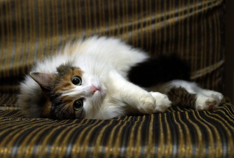 Calico Cat Lying Down — White, Relaxed, Photograph, Couch