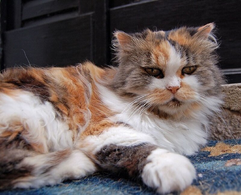 Calico Cat Lying Down — White, Relaxed, Photograph, Door