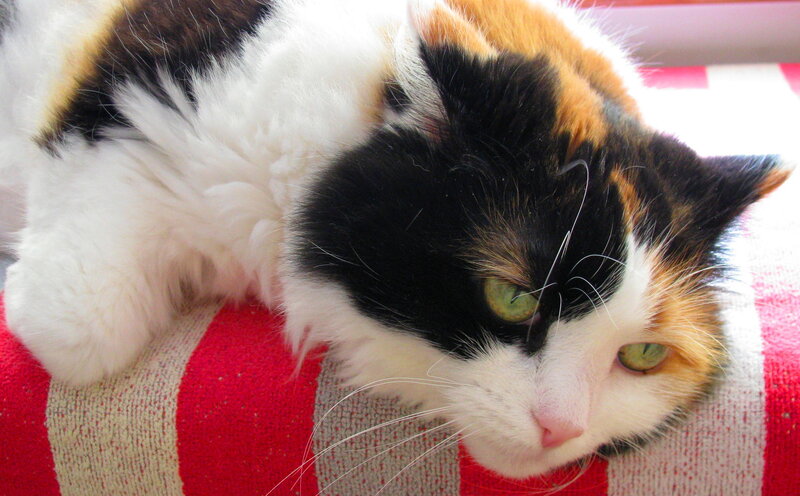 Calico Cat Lying Down — White, Relaxed, Photograph, Pillow