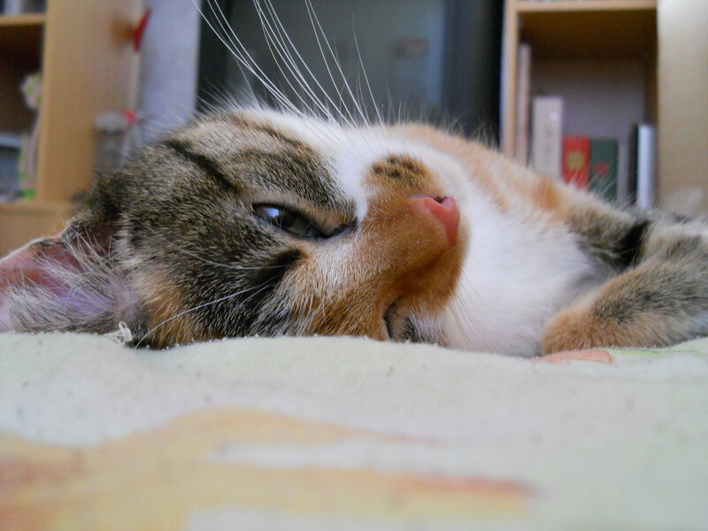 Calico Cat Lying Down — White, Relaxed, Photograph