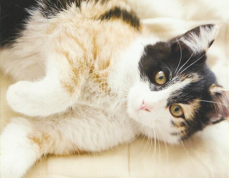 Calico Cat Lying Down — White, Relaxed, Photograph, Whiskers