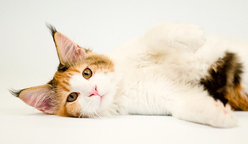 Calico Cat Lying Down — White, Relaxed, Photograph, White Surface
