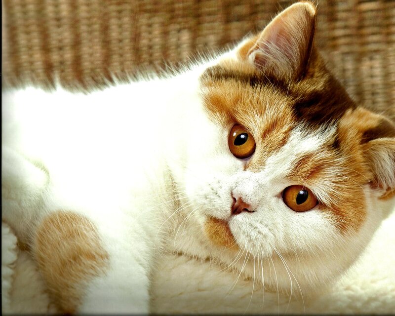 Calico Cat Lying Down — White, Relaxed, Photograph, Woven Background