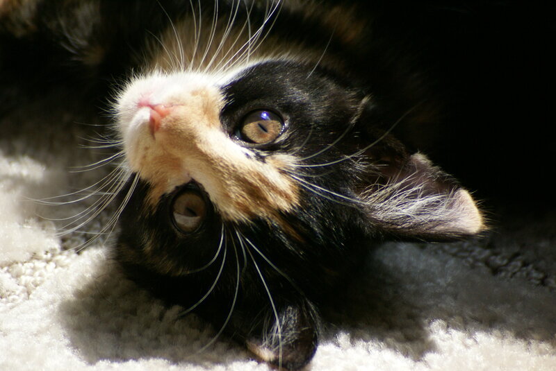calico cat lying on back