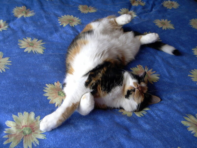 Calico Cat Lying on Back — Blue
