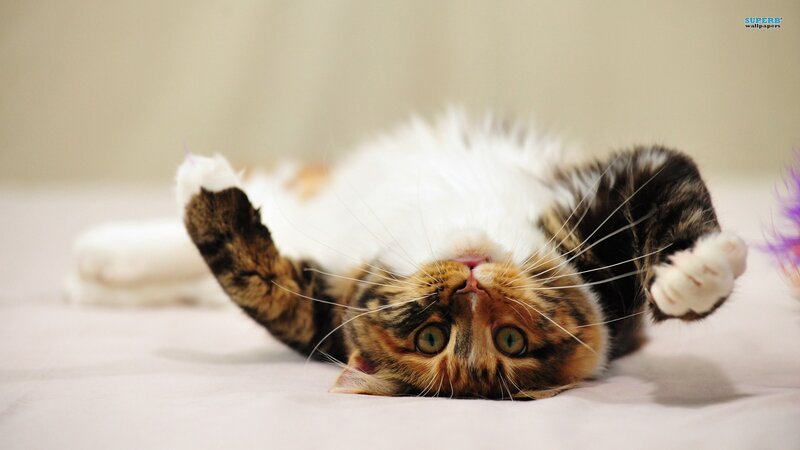 Calico Cat Lying on Back — White, Playful, Photograph