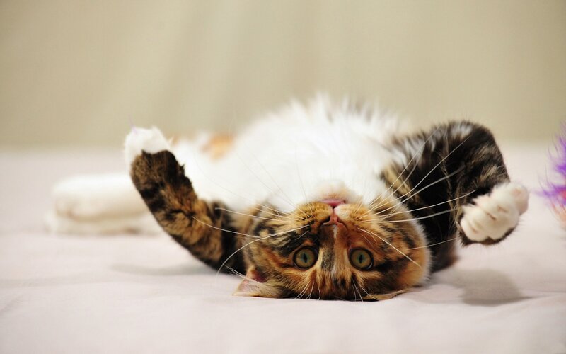 Calico Cat Lying on Back — White, Playful, Photograph, Whiskers, Paws, Toy