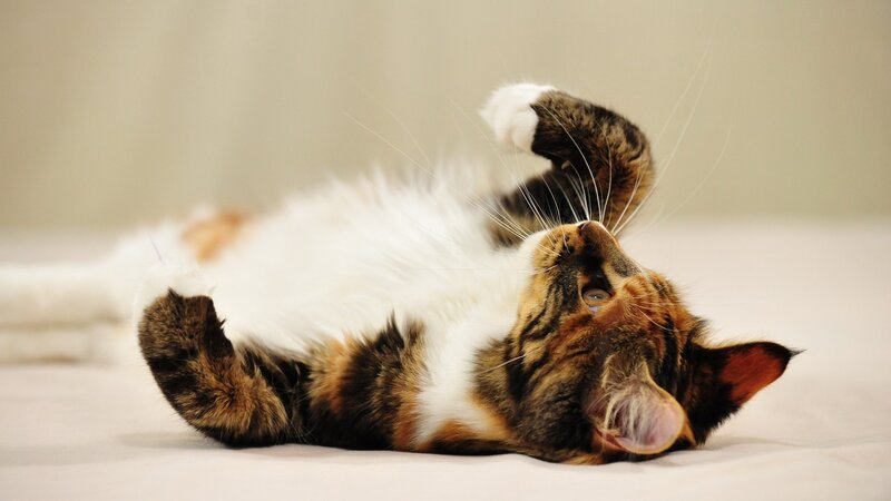 Calico Cat Lying on Back — White, Relaxed