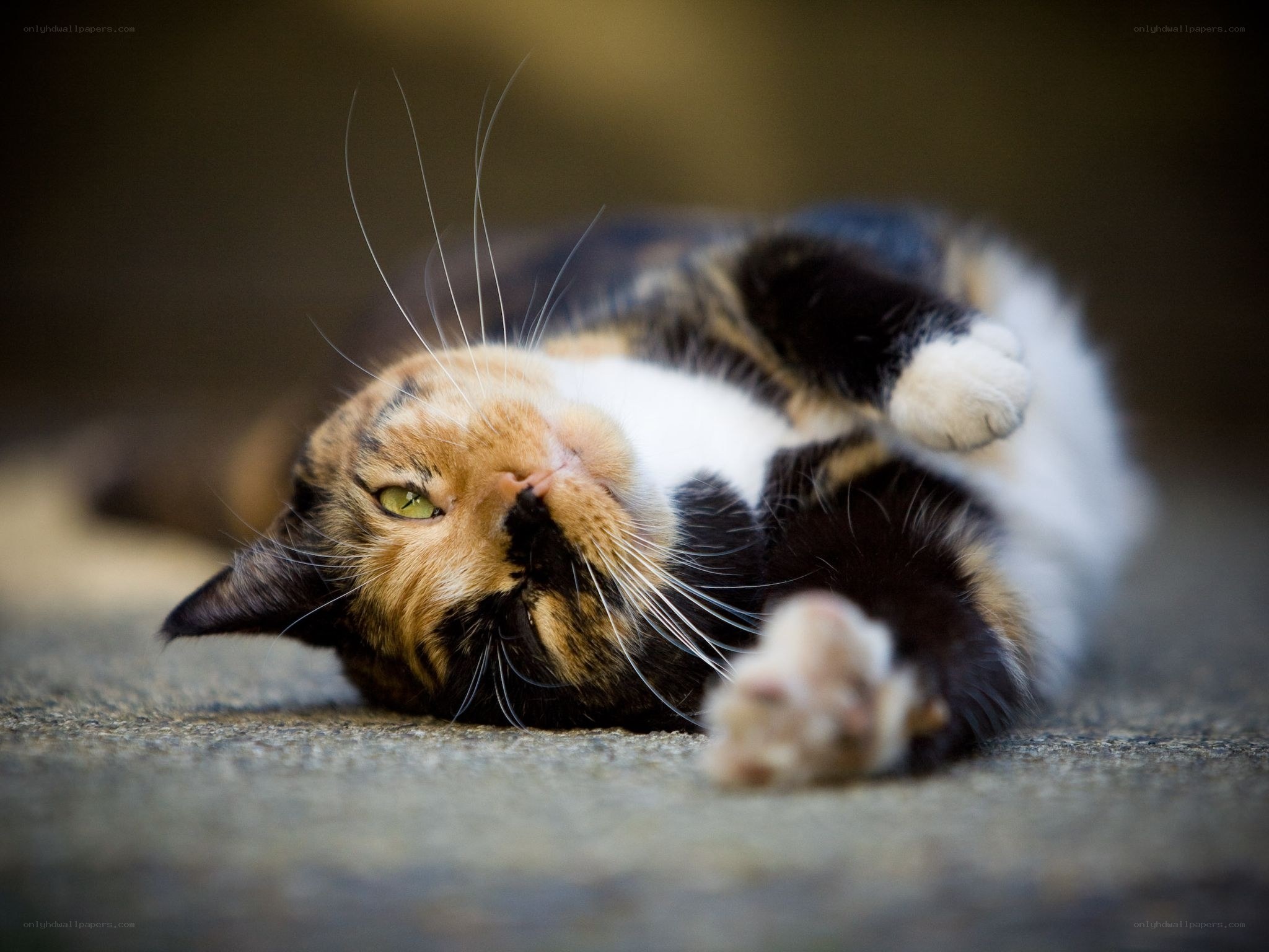 calico cat lying on back