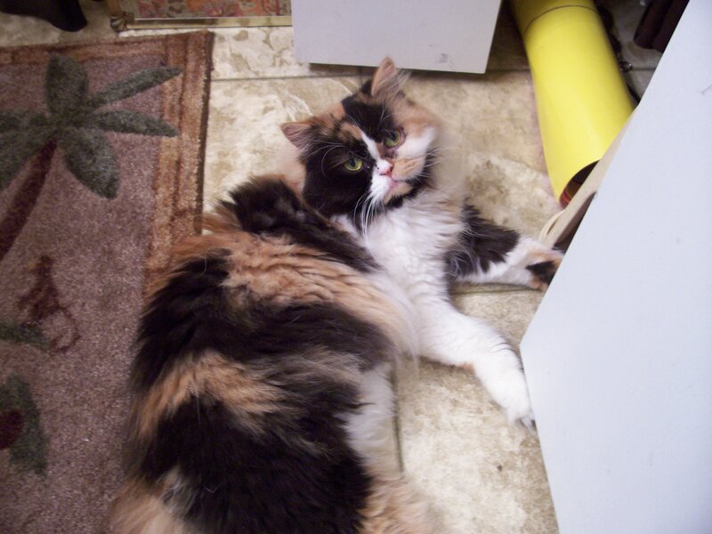 calico cat lying on floor