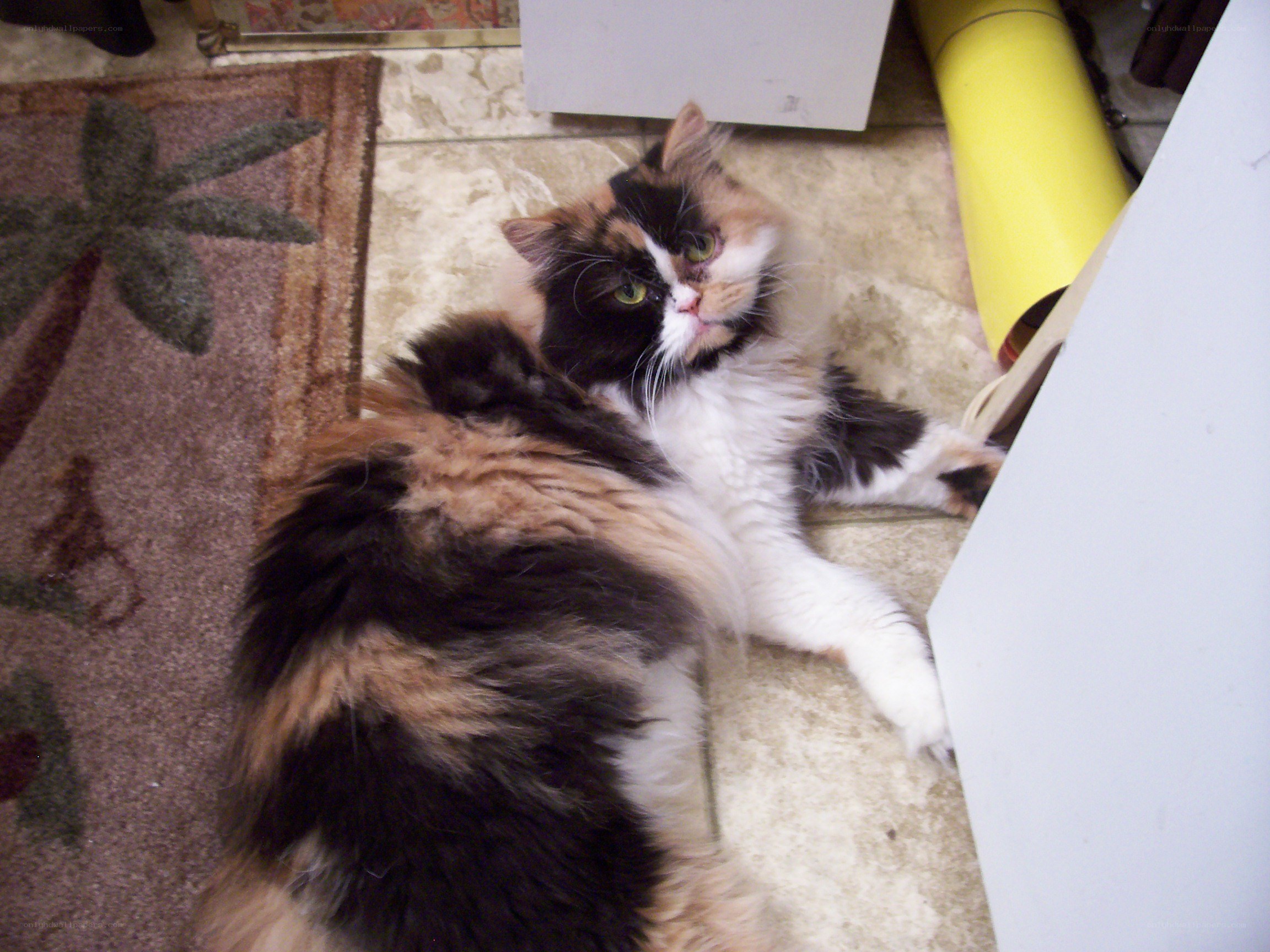 calico cat lying on floor
