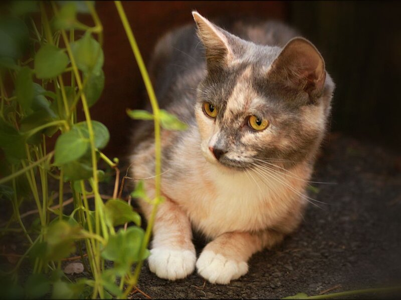 Calico Cat Lying