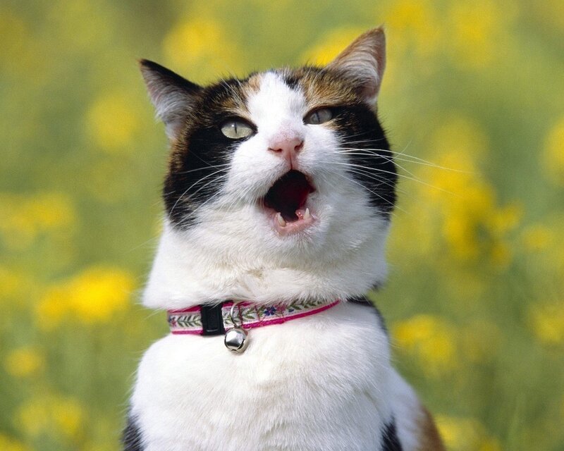 calico cat meowing in field