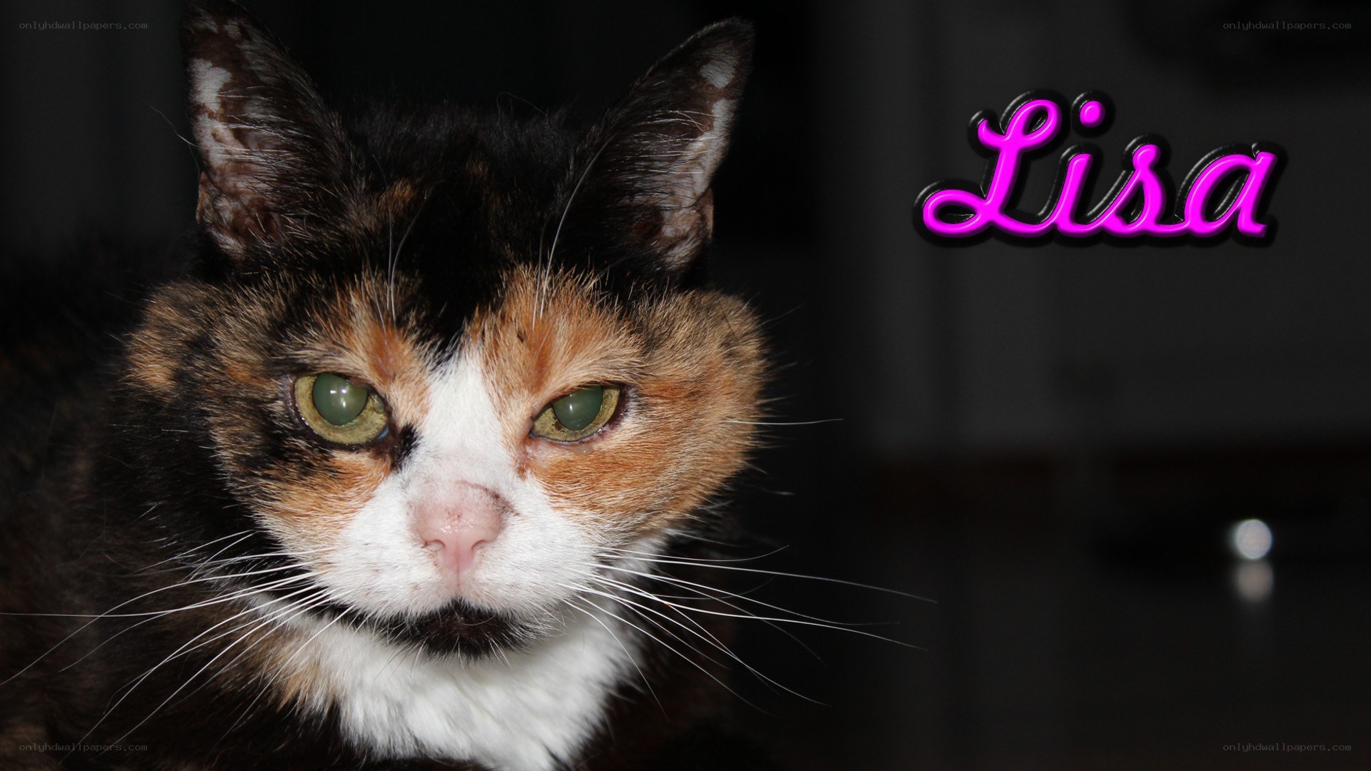 calico cat named Lisa