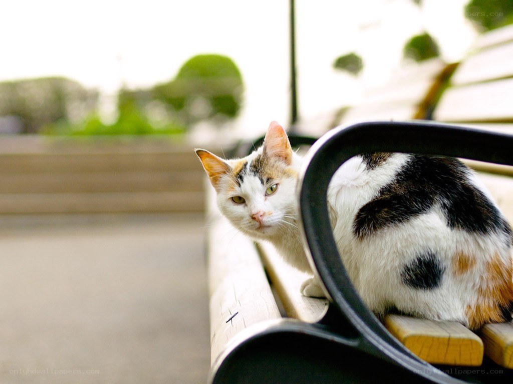 calico cat on a bench