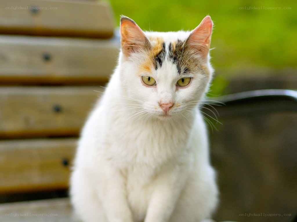 calico cat on a bench