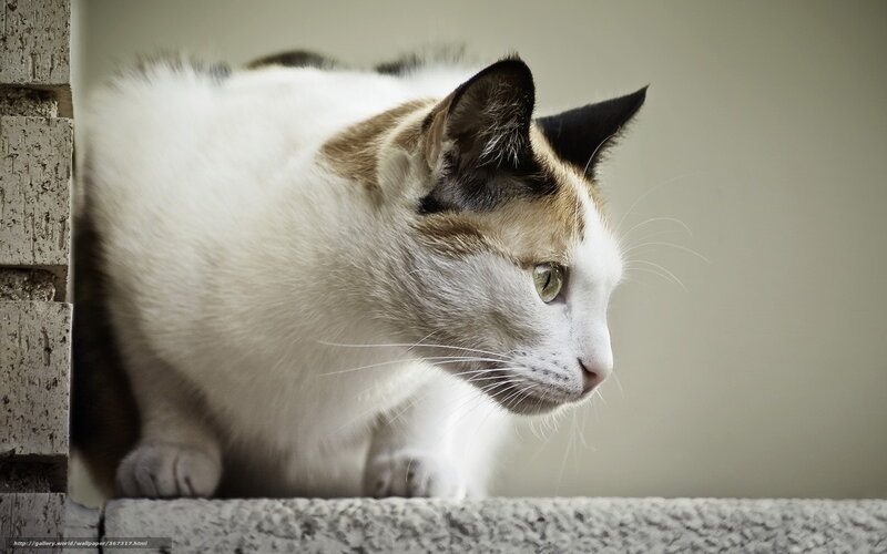 calico cat on a ledge