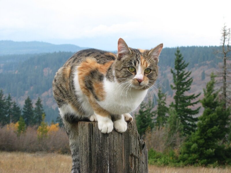 calico cat on a post