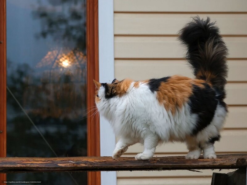 calico cat on a railing