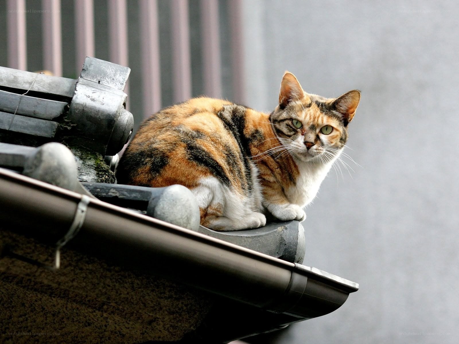 Calico cat on a roof
