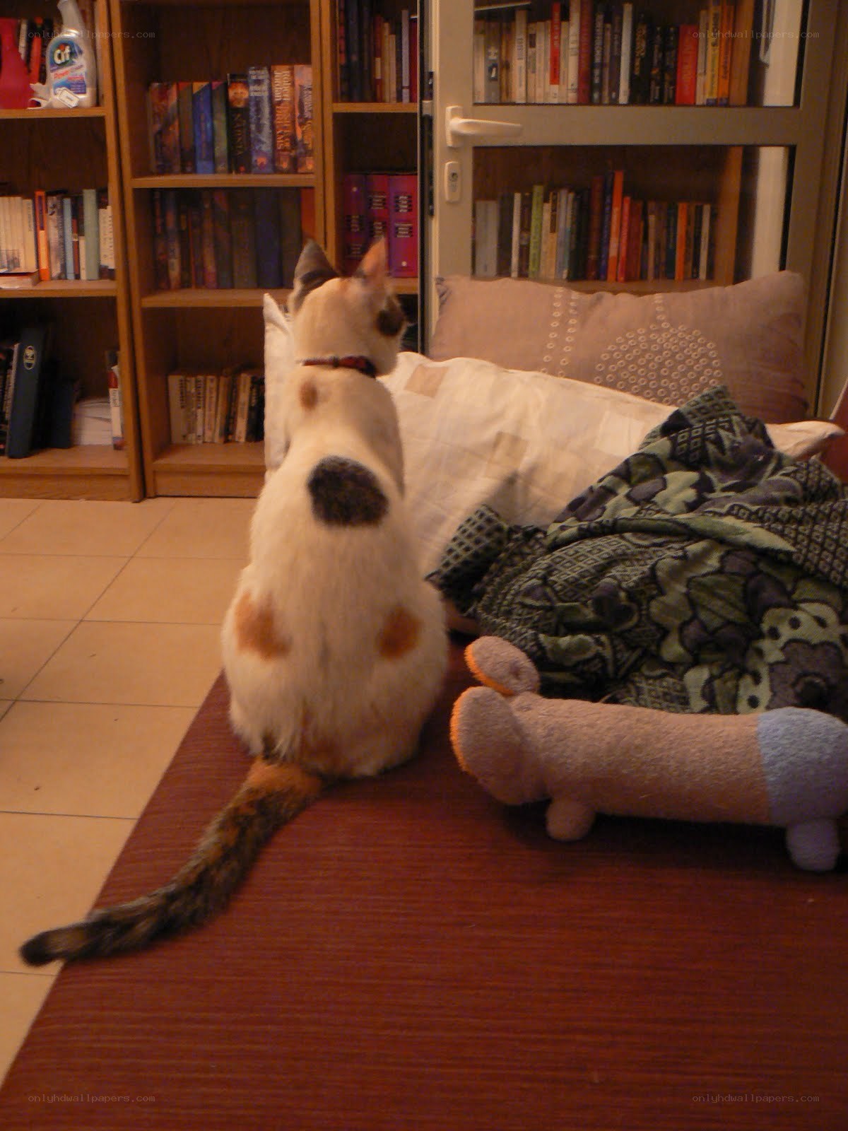 calico cat on a rug