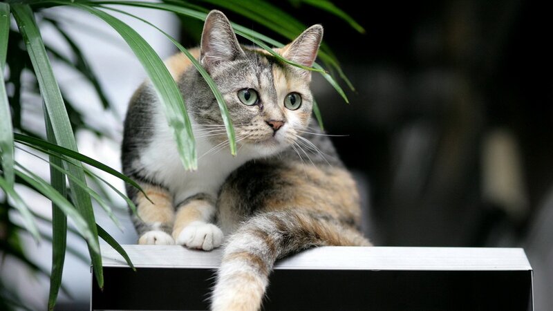 calico cat on a shelf