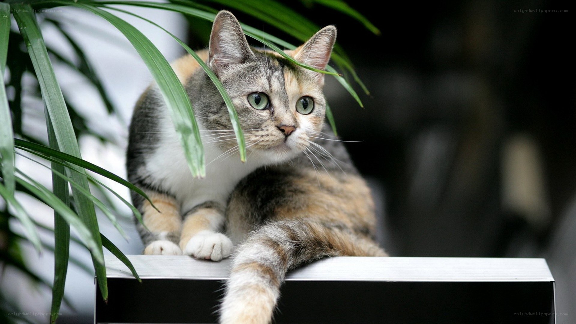 calico cat on a shelf