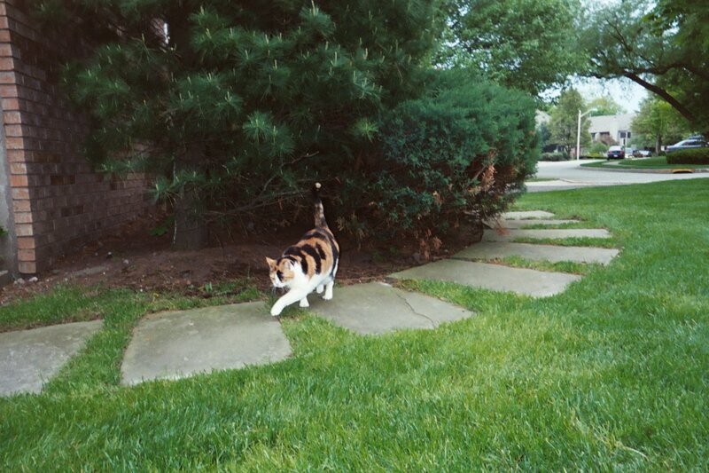 Calico cat on a stone path