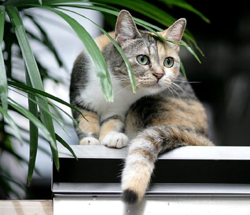calico cat on a windowsill