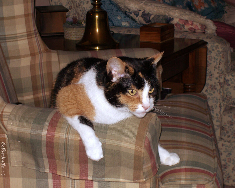 Calico Cat on Armchair