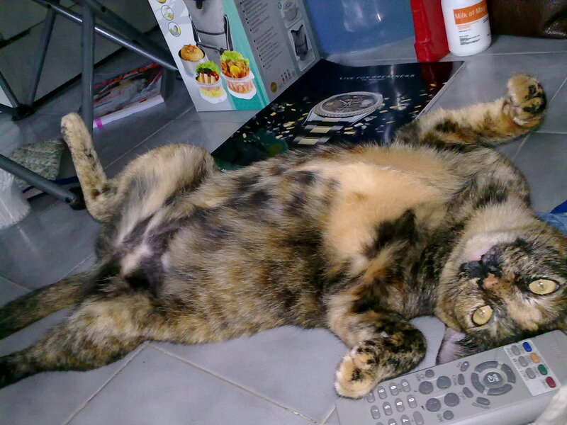 Calico Cat on Back