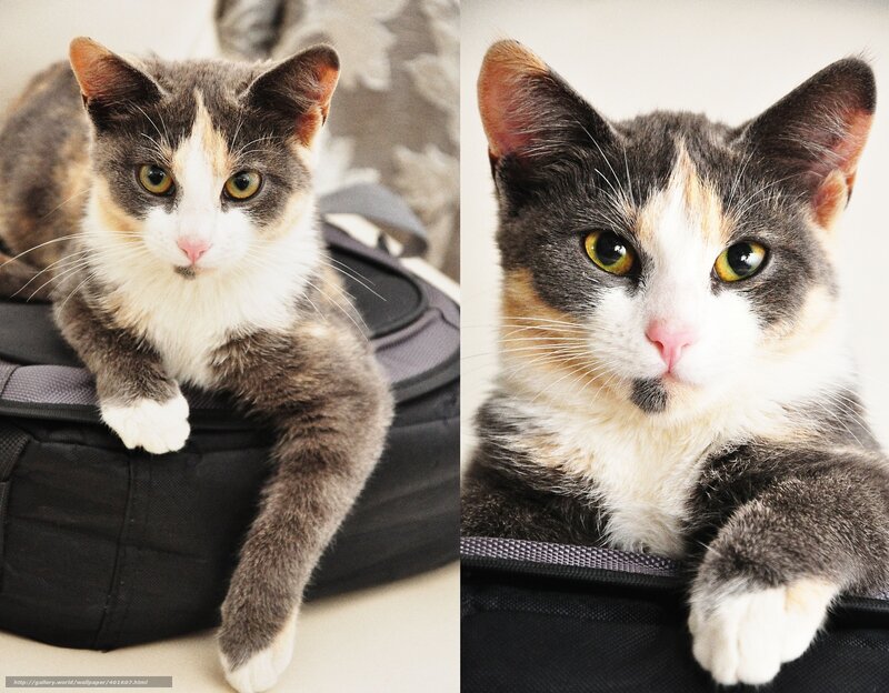 calico cat on bag