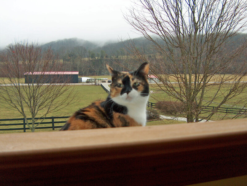 calico cat on balcony